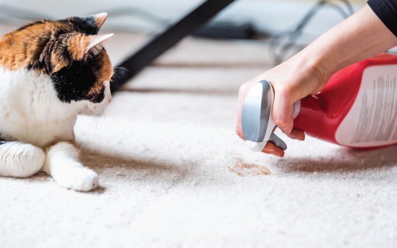 carpet cleaning in Nassau, carpet cleaner in Nassau, carpet cleaners in Nassau, carpet cleaners in Nassau, drapery cleaners in Nassau, carpet cleaning in Nassau, mattress cleaning in Nassau, mattress cleaners in Nassau, commercial carpet cleaning,commercial carpet cleaners in Nassau , Nassau rug cleaners, rug cleaning services in Nassau same day carpet cleaning, same day rug cleaning